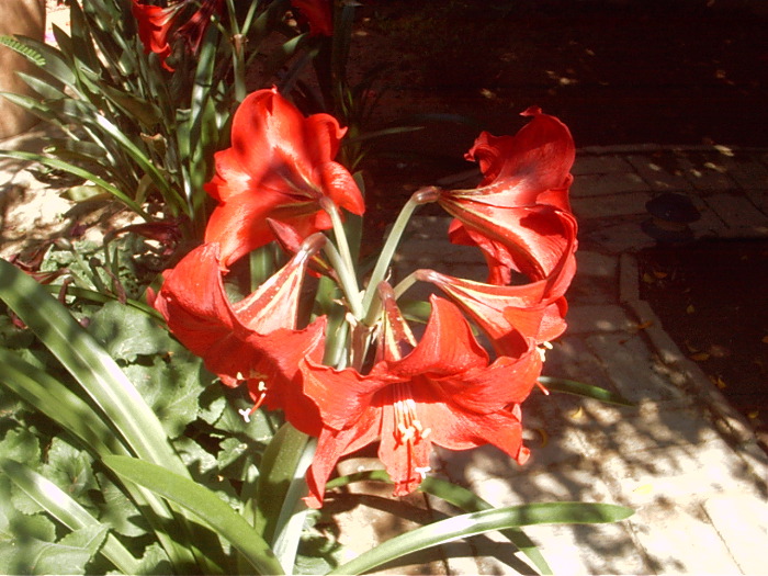 GardenF
