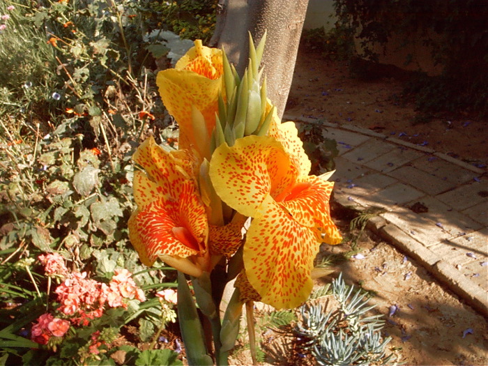 GardenF