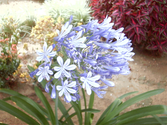 GardenF