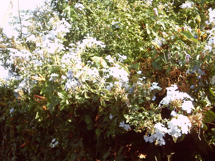 GardenF
