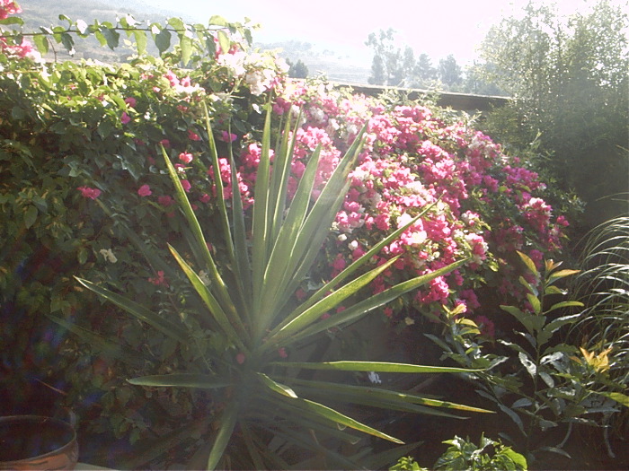 GardenF