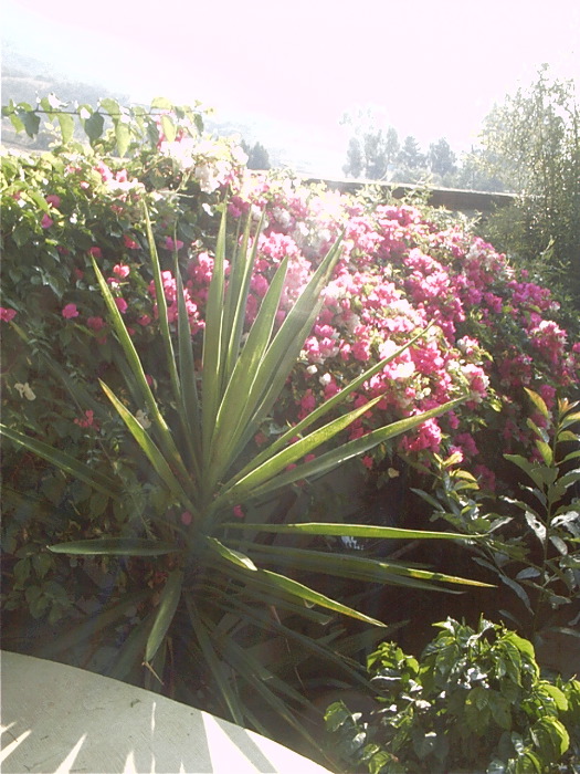 GardenF