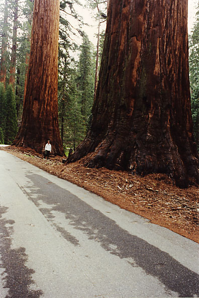 YosemiteF
