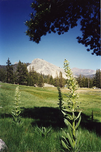 YosemiteF