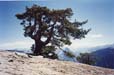 YosemiteT.042