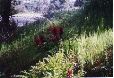 YosemiteT.064
