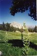 YosemiteT.066